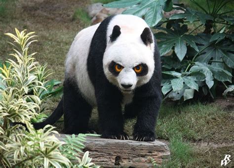 Angry Panda By Dwarf4r On Deviantart