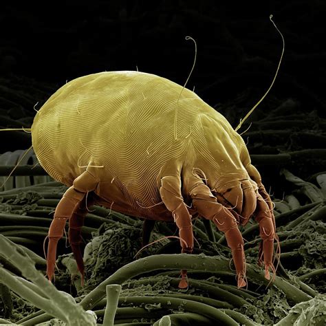 How To See Dust Mites Ph