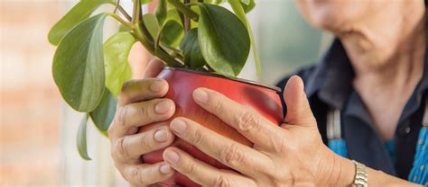 Indoor Gardening Ideas For Seniors American Baptist Homes Of The Midwest