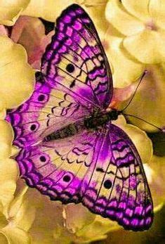 A Purple Butterfly Sitting On Top Of White Flowers