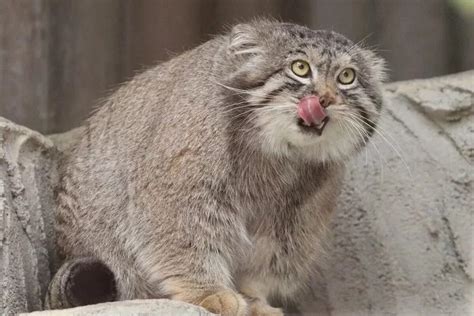 Discovering The Manul Cat Exploring The Silent Charms Of The World
