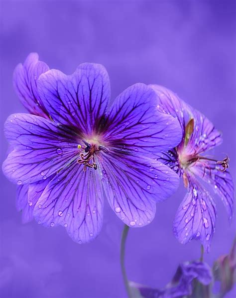 Two Purple Flowers With Drops Of Water On Them In Front Of A Blue