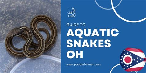 Aquatic And Water Snakes In Ohio 2023 Id Pictures Pond Informer