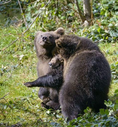 Two Brown Bear Cubs Play Fighting Stock Image Image Of Ursus Brown