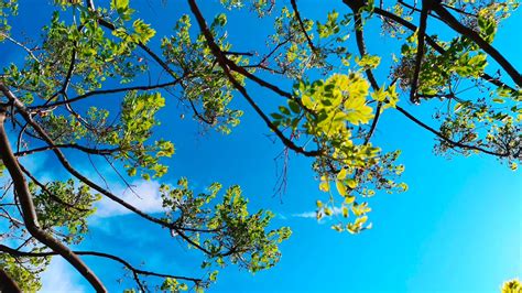 Tree Leaves And Blue Sky Youtube