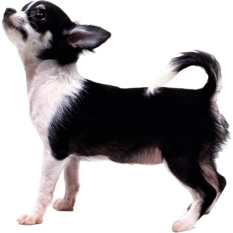 Chihuahua Dog Breed Information Dognomics