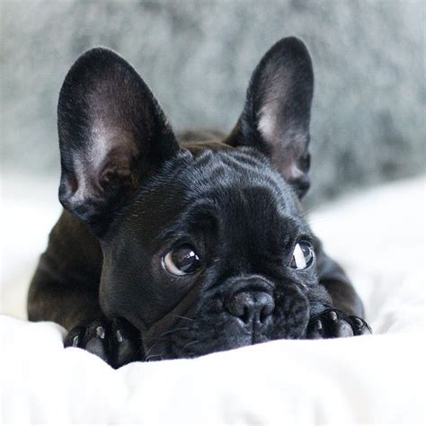 Find french bulldogs for sale on oodle classifieds. 12 Reasons Why You Should Never Own French Bulldogs