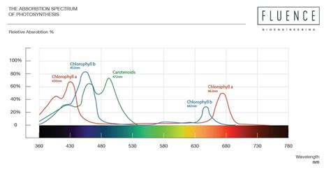 Chlorophyll Absorption Spectrum Of Visible Light Ppt Photoperiodic