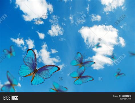 Bright Butterflies Image And Photo Free Trial Bigstock