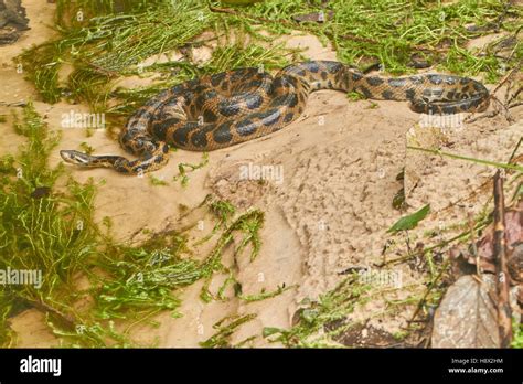 Dark Spotted Anaconda Eunectes Deschauenseei Near A River Matiti