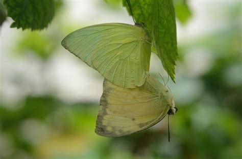 Lime Green Butterfly Meaning Spiritual Messages For You