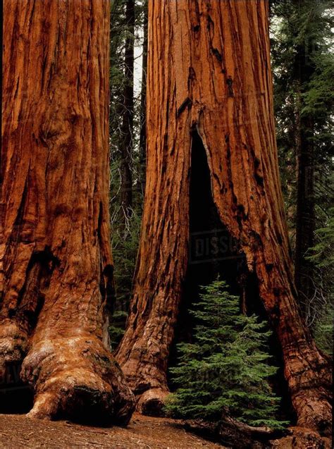 Giant Redwood Trees Of Sequoia National Park Redwood Tree Sequoia