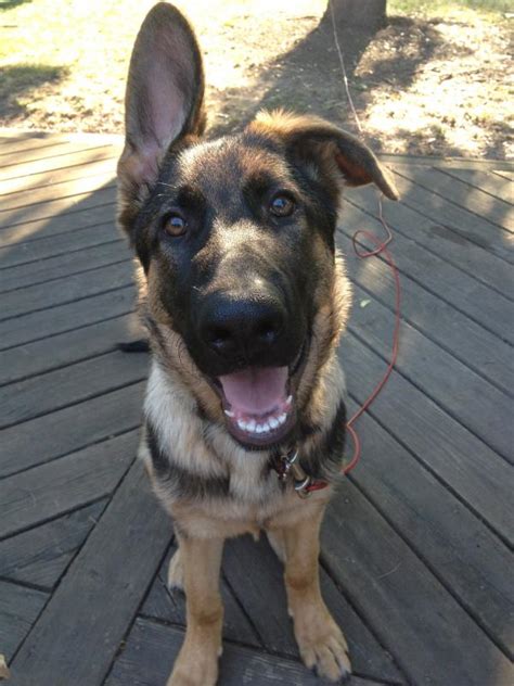 Smaller breeds tend to sexually mature earlier and can be bred at 6 months. Ear Flop and Age! Help - German Shepherd Dog Forums