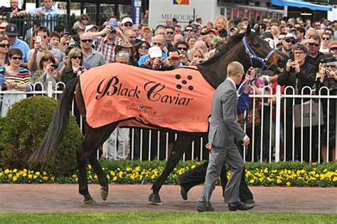 If for any reason the horse initially offered the slot cannot accept it, the second placegetter in the schillaci stakes shall be offered the slot under the same conditions, and so on. Black Caviar to create history either way in Schillaci ...