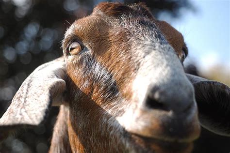 Why The ‘curse Of The Billy Goat And Other Sports Superstitions