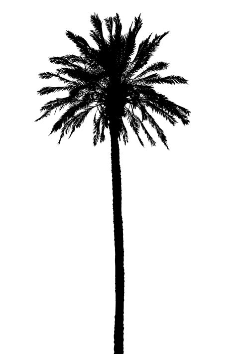 Palm Tree Silhouette Drawing