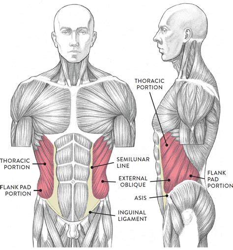 Torso, anterior (left) and lateral (right) views