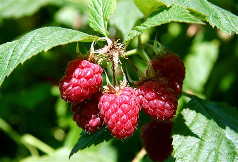 How To Grow Raspberry In Container Growing Raspberries Naturebring
