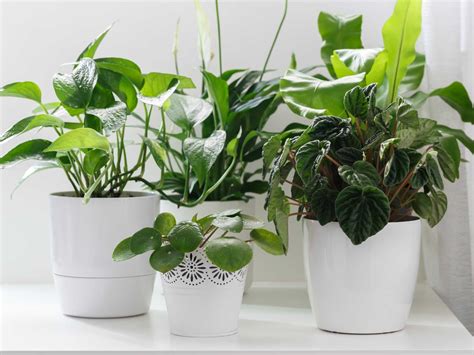 Easy Tips For Beautiful Houseplants For Beginners