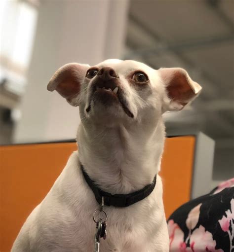 Dog Of The Day Goofy Work Chihuahua The Dogs Of San Francisco