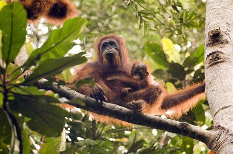 Safeguard Ancient Rainforest The Orangutan Project
