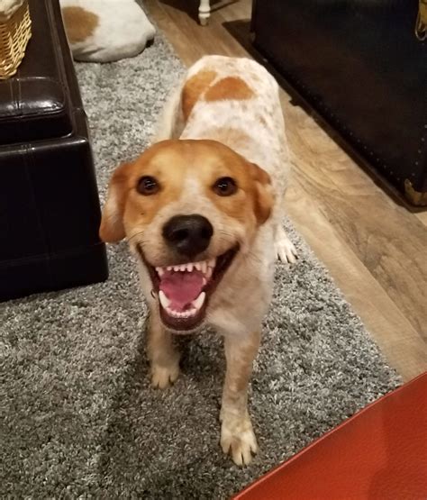 Smiley 1 Year Old Male Red Heelerhound Mix Adopted