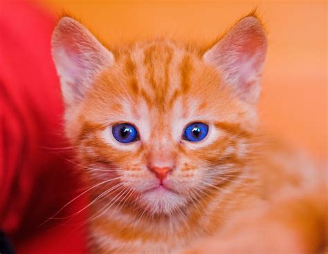 Orange Cat With Blue Eyes
