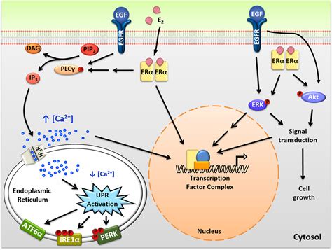 Frontiers A New Role For Estrogen Receptor α In Cell Proliferation And Cancer Activating The