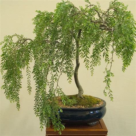 Top brands · we have everything · >80% items are new BONSAI-EXHIBIT-10 | Weeping willow, Bonsai and Dwarf