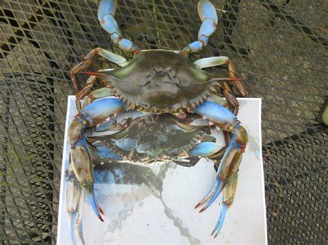 Basis of design are products manufactured by tnemec and benjamin moore. My method of mounting Blue Crabs w/ paint schedule | Page ...
