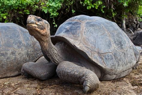 Photographing With Kathy Adams Clark Galapagos Tortoise