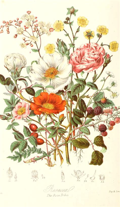 Wildblumen Kunst Botanische Illustration Vintage Botanische Etsy