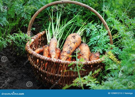 Harvesting Carrots Fresh Carrots Lying On Ground Stock Image Image