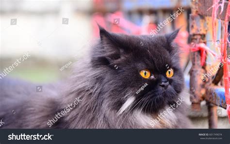 Black Persian Cat Stock Photo Edit Now 601749074