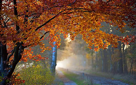 Autumn Foliage Road Hd Desktop Wallpapers 4k Hd