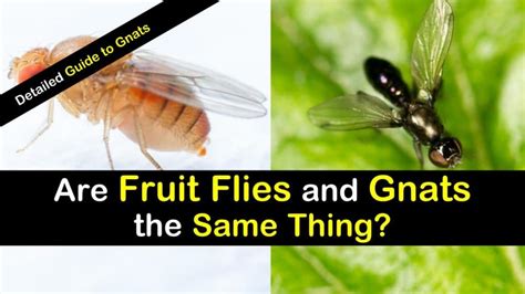4 Ways Fruit Flies Differ From Gnats And How To Get Rid Of Them All
