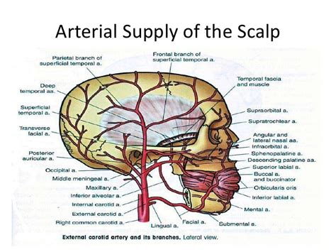 Arterial Supply Of The Scalp Anatomy Arteries And Veins Gross Anatomy