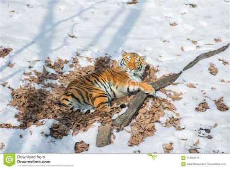 Big Tiger In The Snow The Beautiful Wild Striped Cat In Open Woods