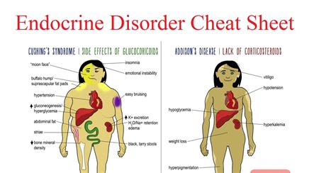 Endocrine System Cheat Sheet