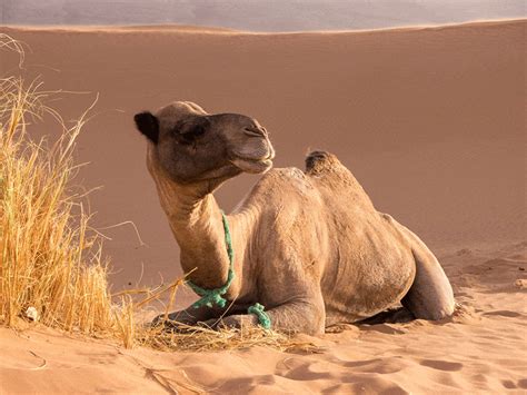 ≫ Paseos En Camello Por Marruecos Turismo Marruecos