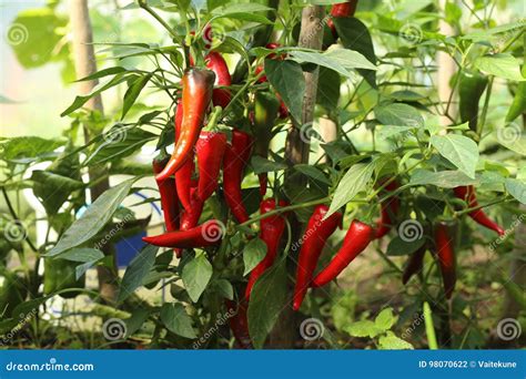 Chili Peppers In The Greenhouse Stock Photo Image Of Branch