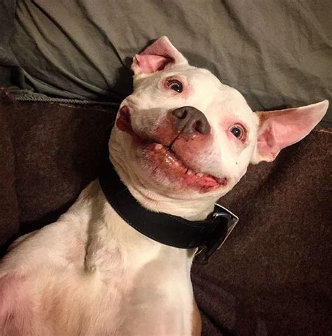 Куче не може да спре да се усмихва след като било спасено от улицата