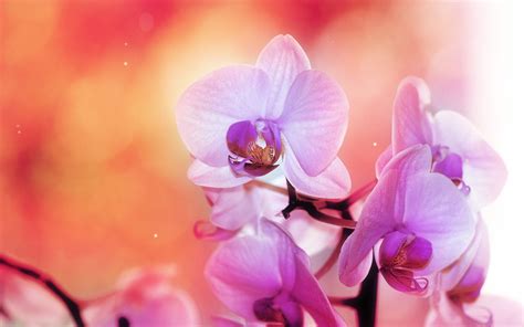 Free Download Orchid Flower Wallpaper Hd Hd Desktop Wallpapers 4k Hd
