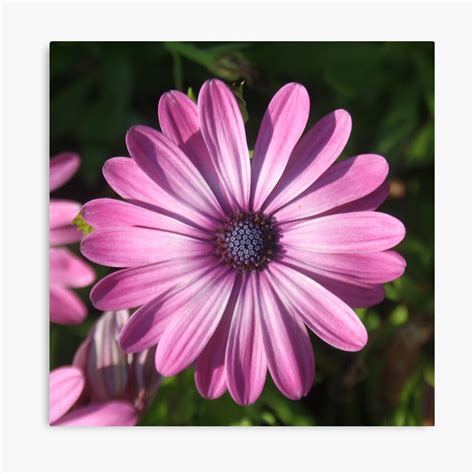 Spectacular African Daisy Canvas Print By Taiche Redbubble Purple