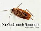 Photos of All Natural Cockroach Control