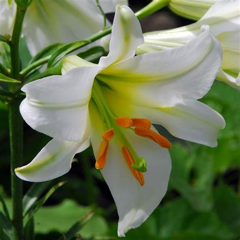 Buy Lily Bulb Lilium Regale Album Delivery By Waitrose Garden In
