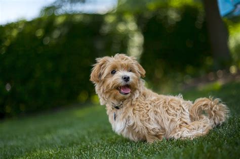 Maltipoo Haircuts Grooming Tips And Styling Suggestions