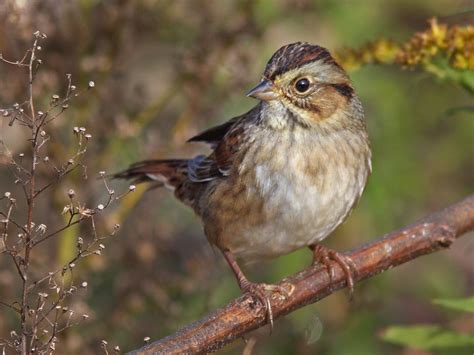 Swamp Sparrows Have Sang The Same Song For 1000 Years