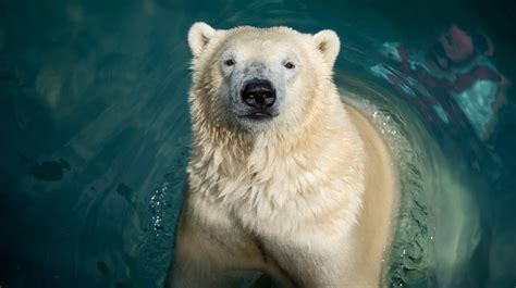 3 Polar Bears To Move From Columbus Zoo