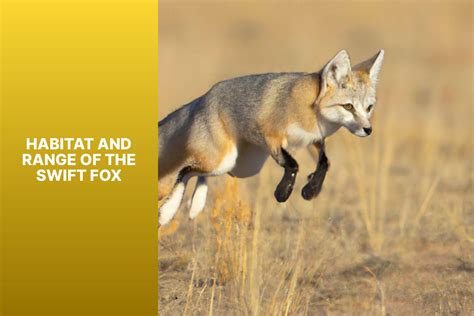 Discover Fascinating Fun Facts About Swift Fox A Small Agile Species